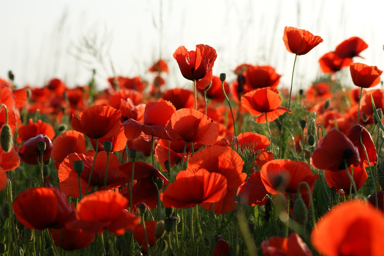 Il Poppy Day e il papavero simbolo della memoria