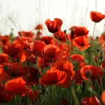 Il Poppy Day e il papavero simbolo della memoria
