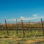 Tecniche di Irrigazione per i Vigneti: Come Ottenere il Massimo dalla Tua Coltivazione